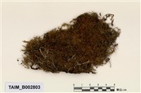 藏品(羽苔屬)的圖片